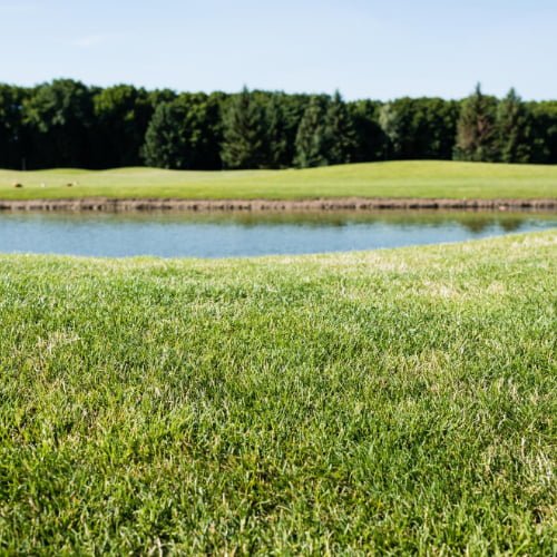 green grass
